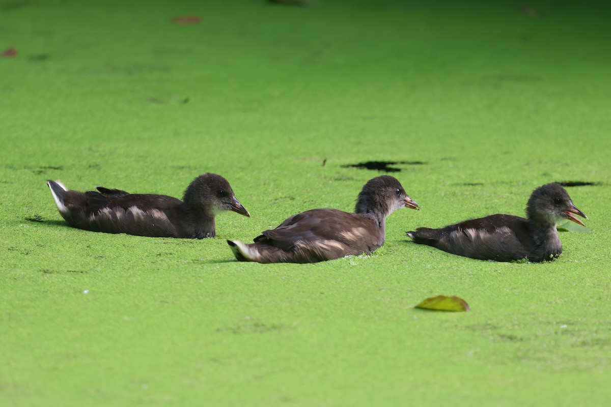 Gallinule poule-d'eau - ML623913801