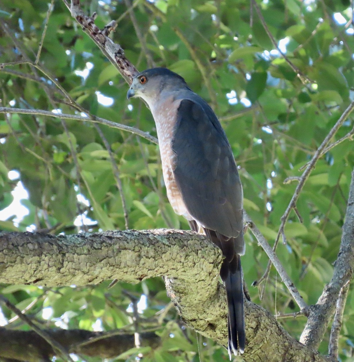 Cooper's Hawk - ML623913806