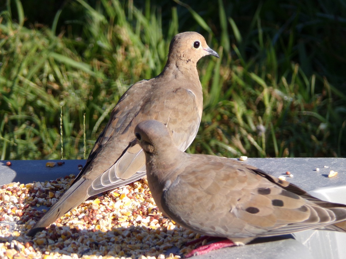 Mourning Dove - Texas Bird Family