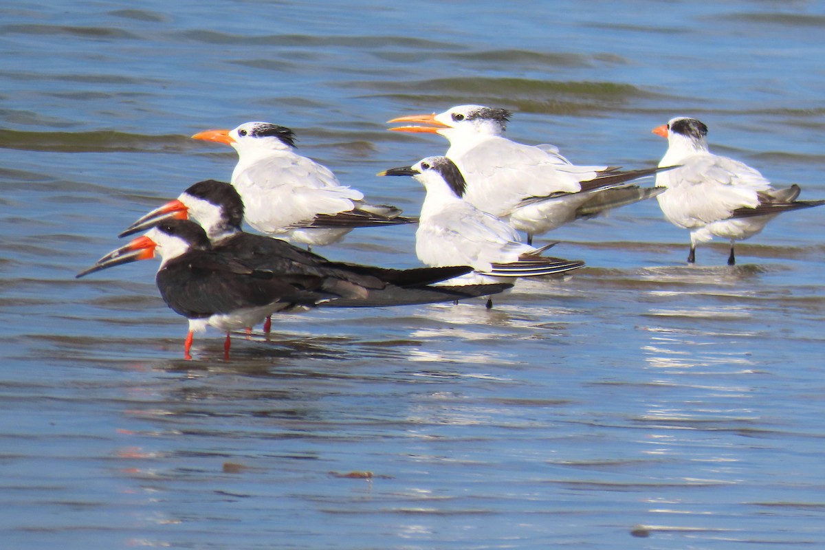 Royal Tern - ML623913833