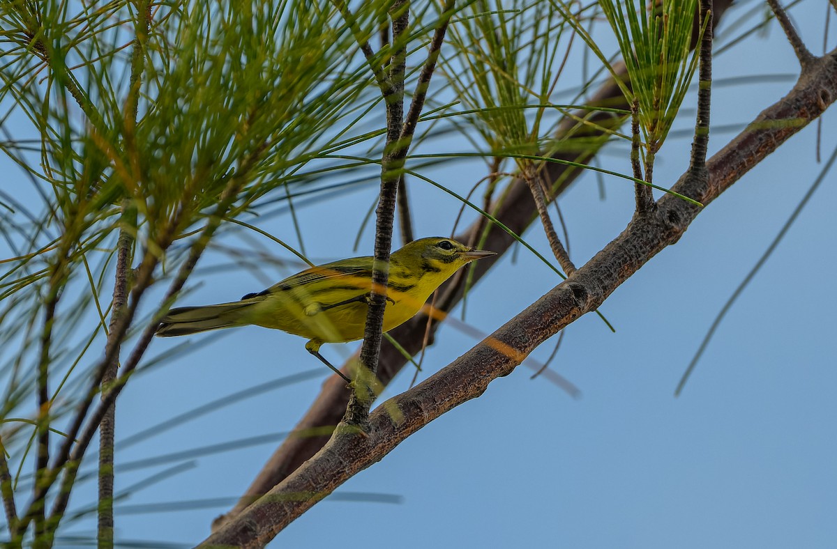 Prairie Warbler - ML623913834