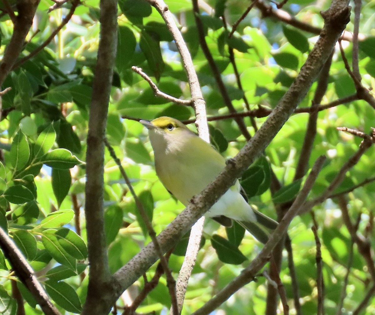 White-eyed Vireo - Gael Silverblatt