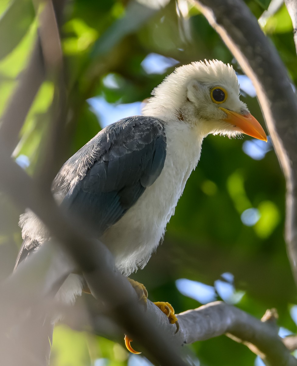 Geai du Yucatan - ML623913837