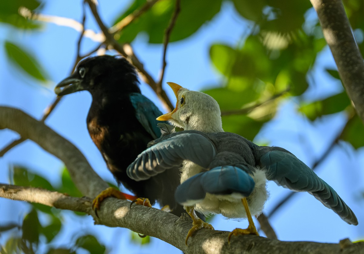 Yucatan Jay - ML623913841