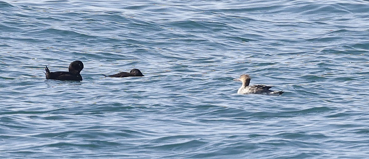 Red-breasted Merganser - ML623913843