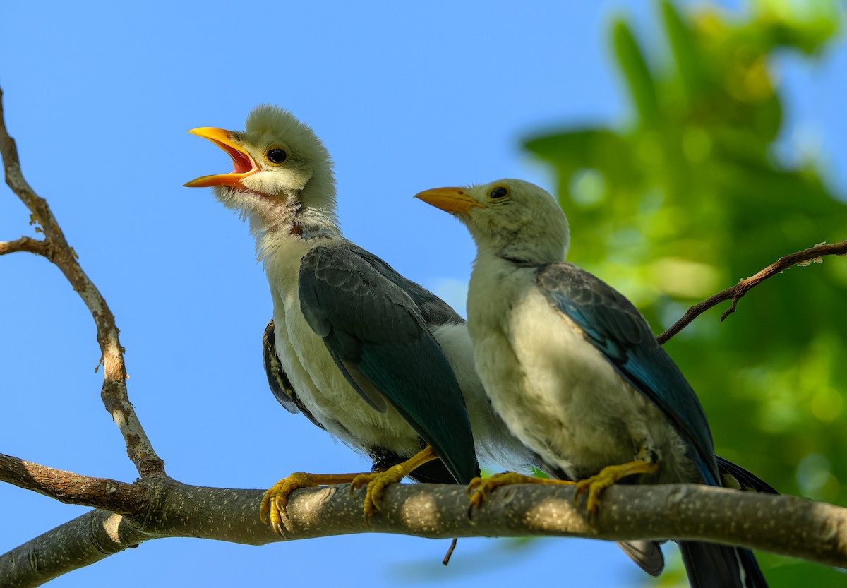 Geai du Yucatan - ML623913844