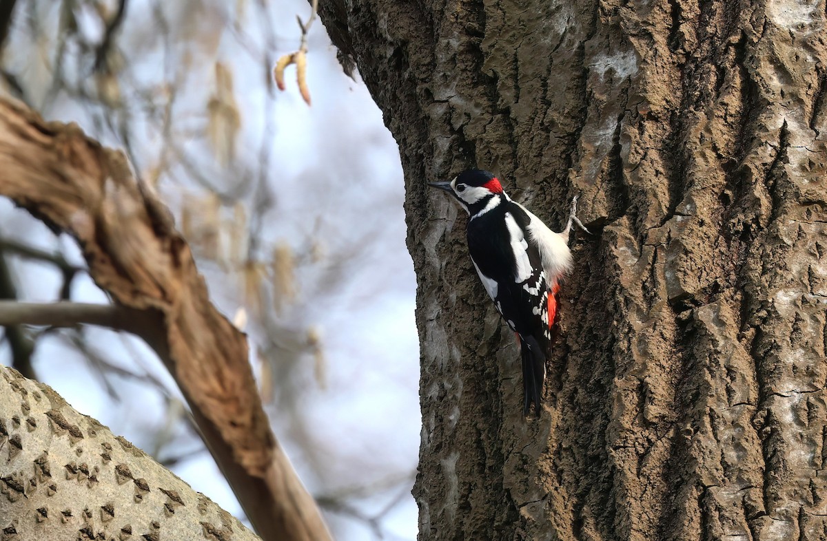 Great Spotted Woodpecker - ML623913847