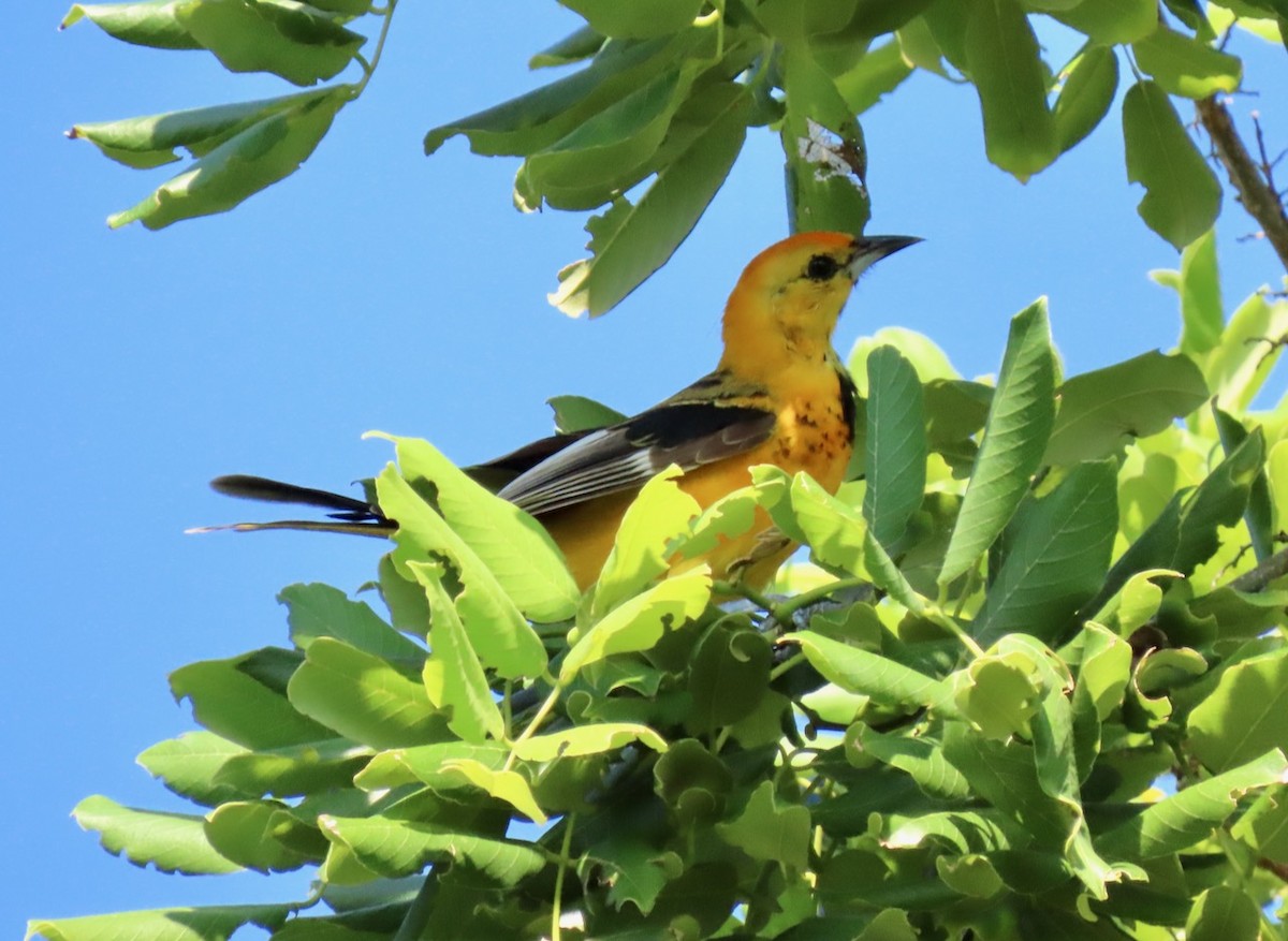 Spot-breasted Oriole - ML623913858