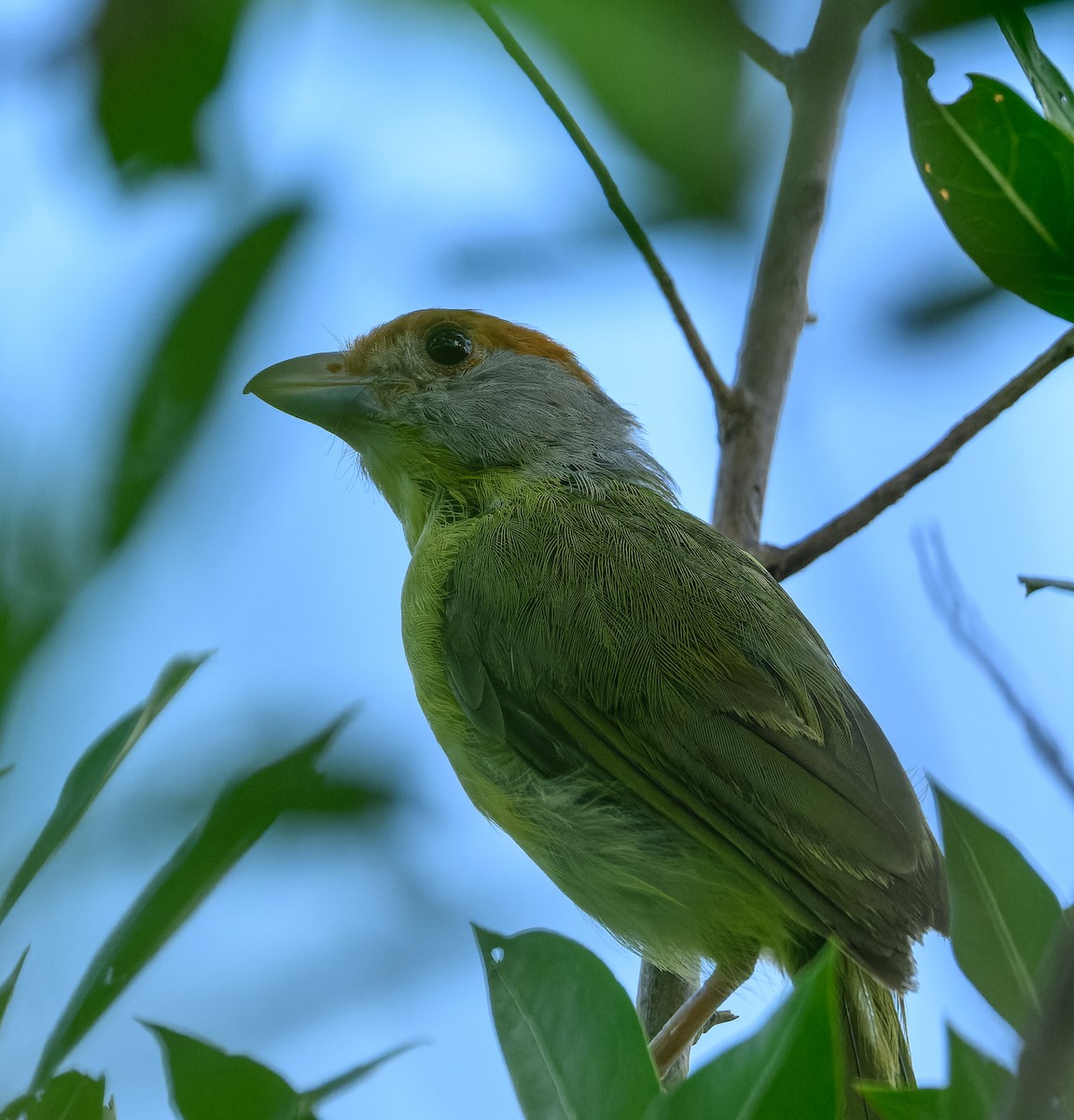 Kızıl Kaşlı Koca Vireo - ML623913872