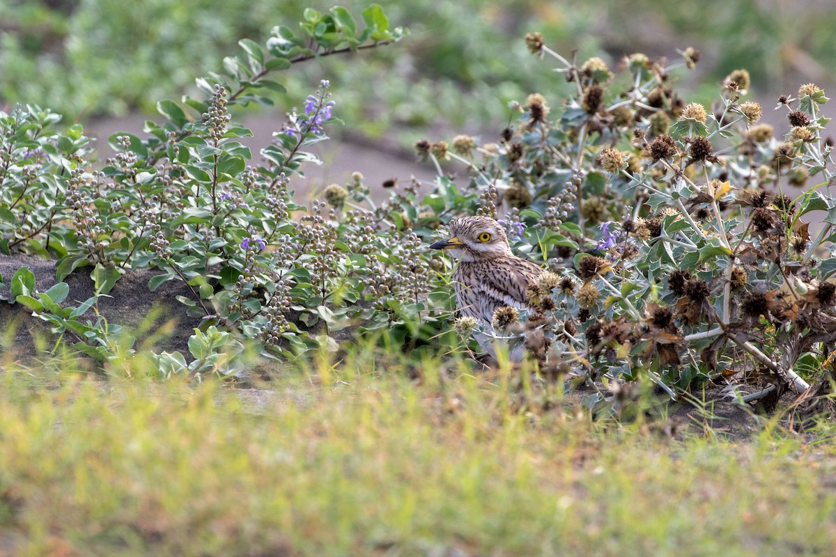 Eurasian Thick-knee - ML623913881