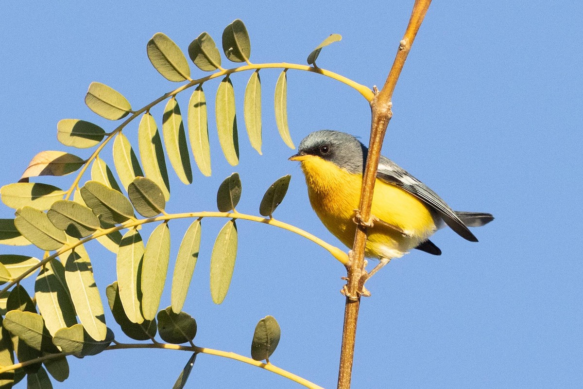 Tropical Parula - ML623913885