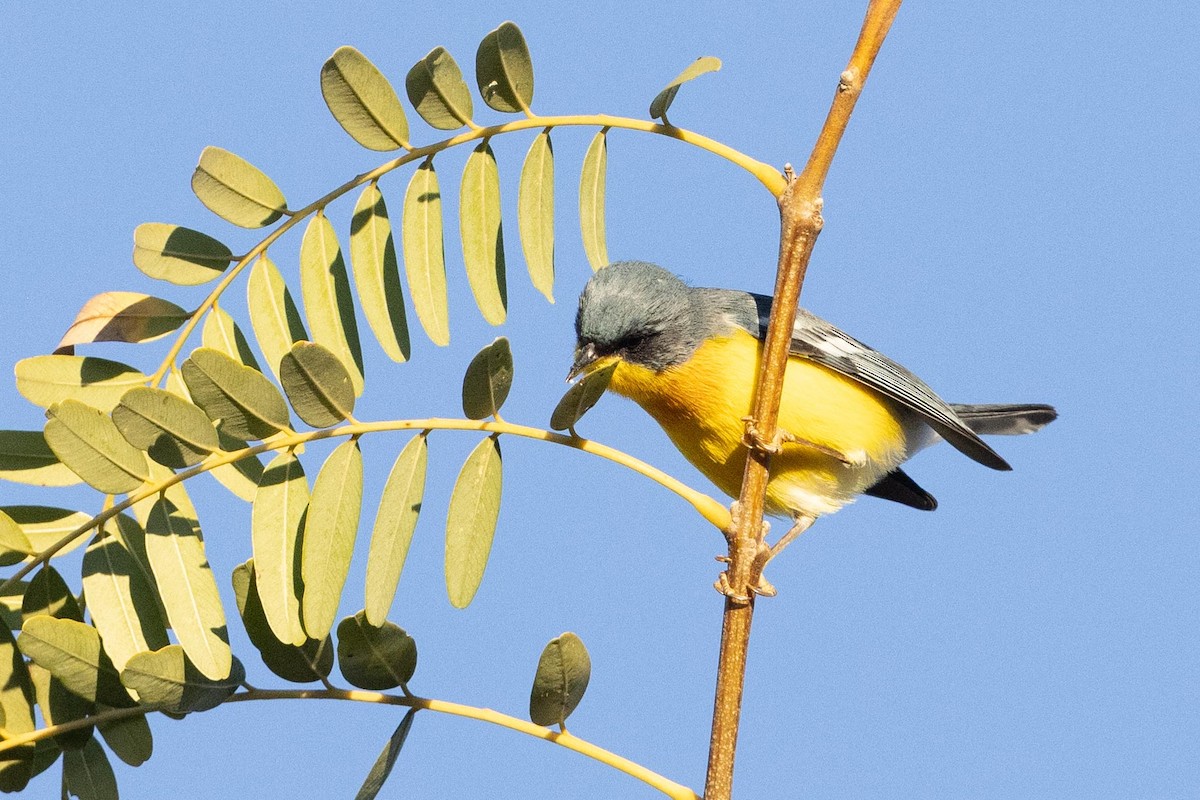 Tropical Parula - ML623913886