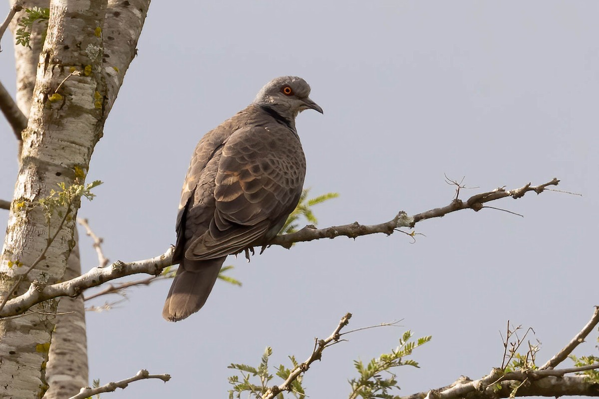 Dusky Turtle-Dove - Neeraja V