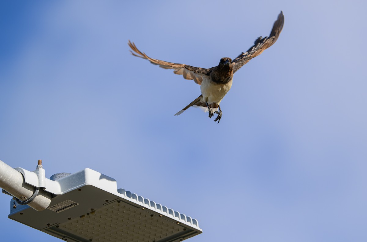 Brown Jay - Frederik Gustavsson