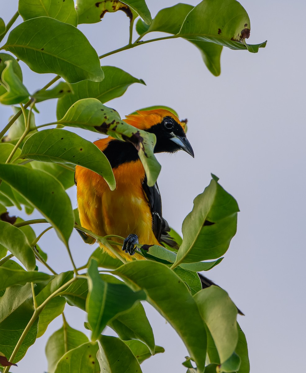 Hooded Oriole - ML623913965