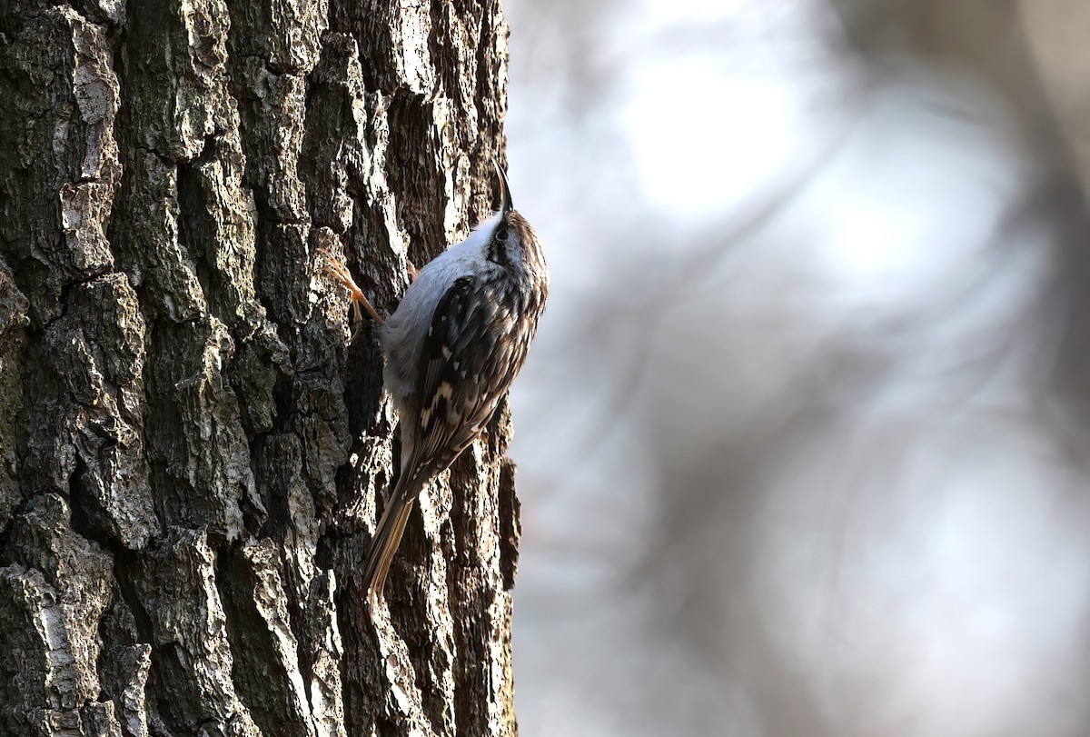 Short-toed Treecreeper - Channa Jayasinghe