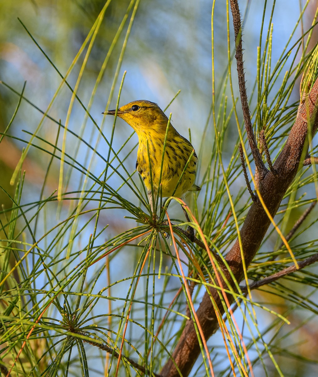 Yellow Warbler - ML623913976