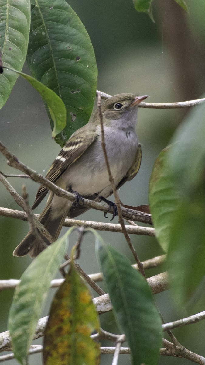 Small-billed Elaenia - ML623913995