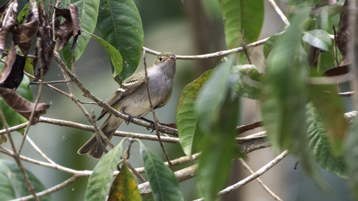 Small-billed Elaenia - ML623913996