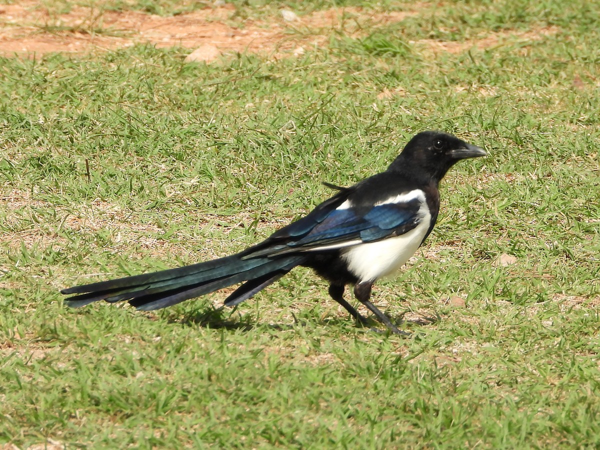 ユーラシアカササギ - ML623914018