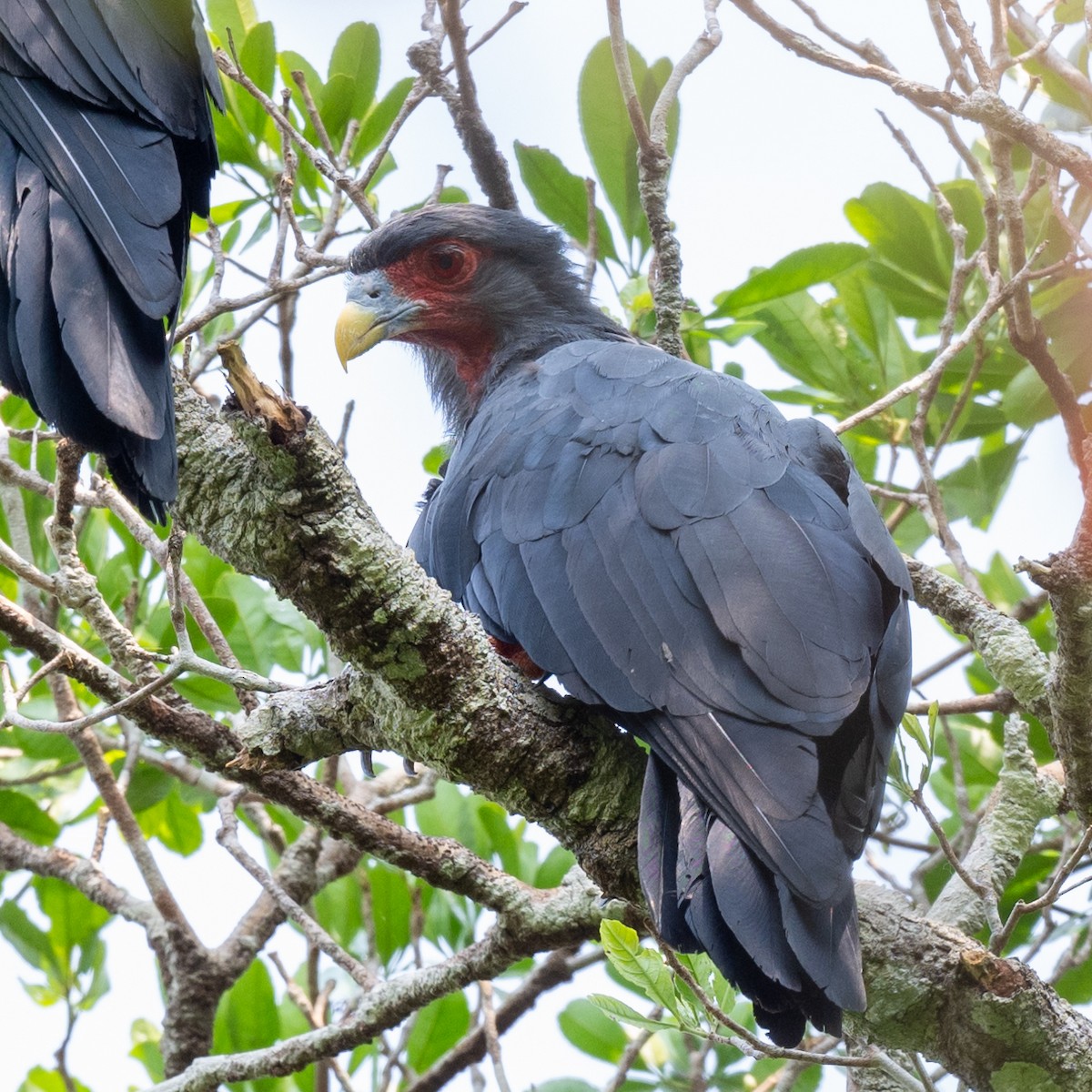 Red-throated Caracara - ML623914031