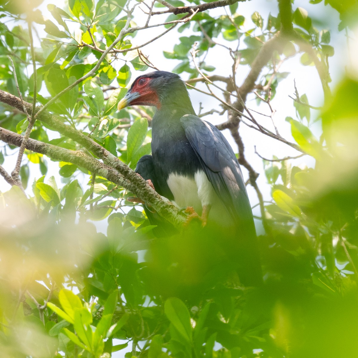 Red-throated Caracara - ML623914032