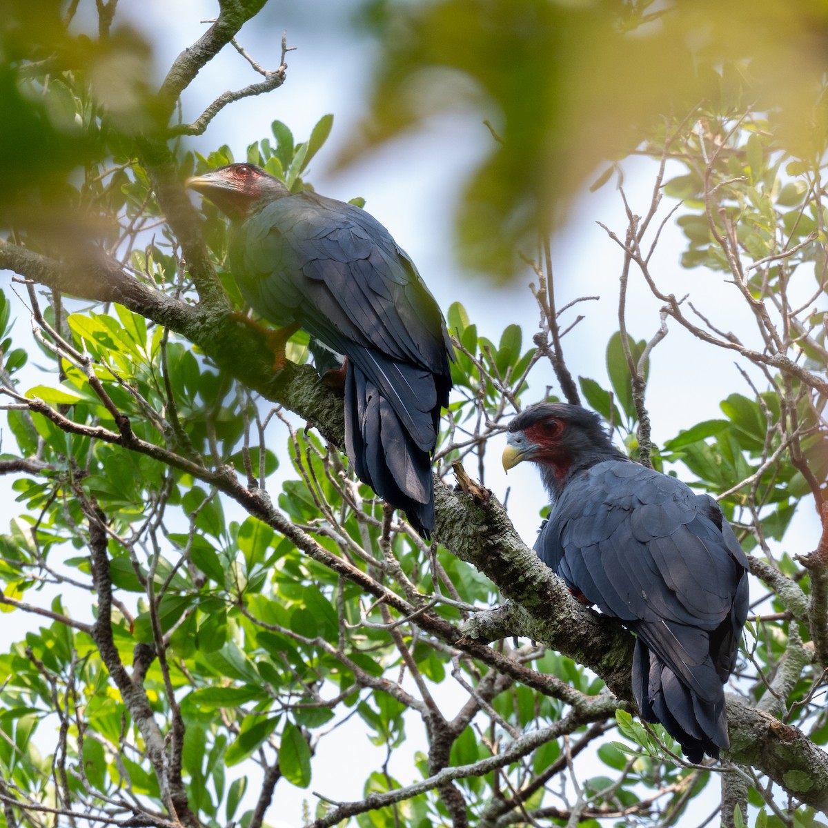 Red-throated Caracara - ML623914033