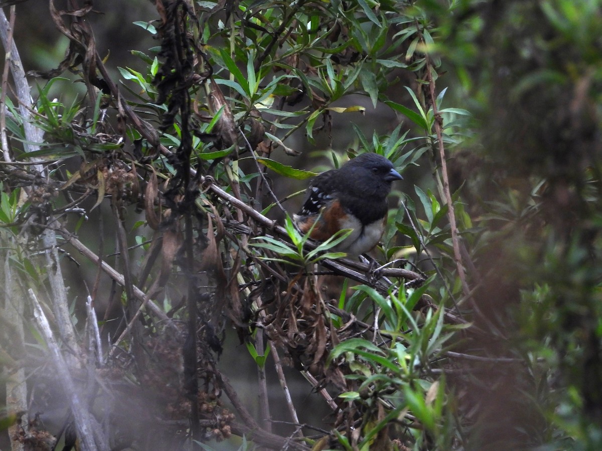 Spotted Towhee - ML623914064