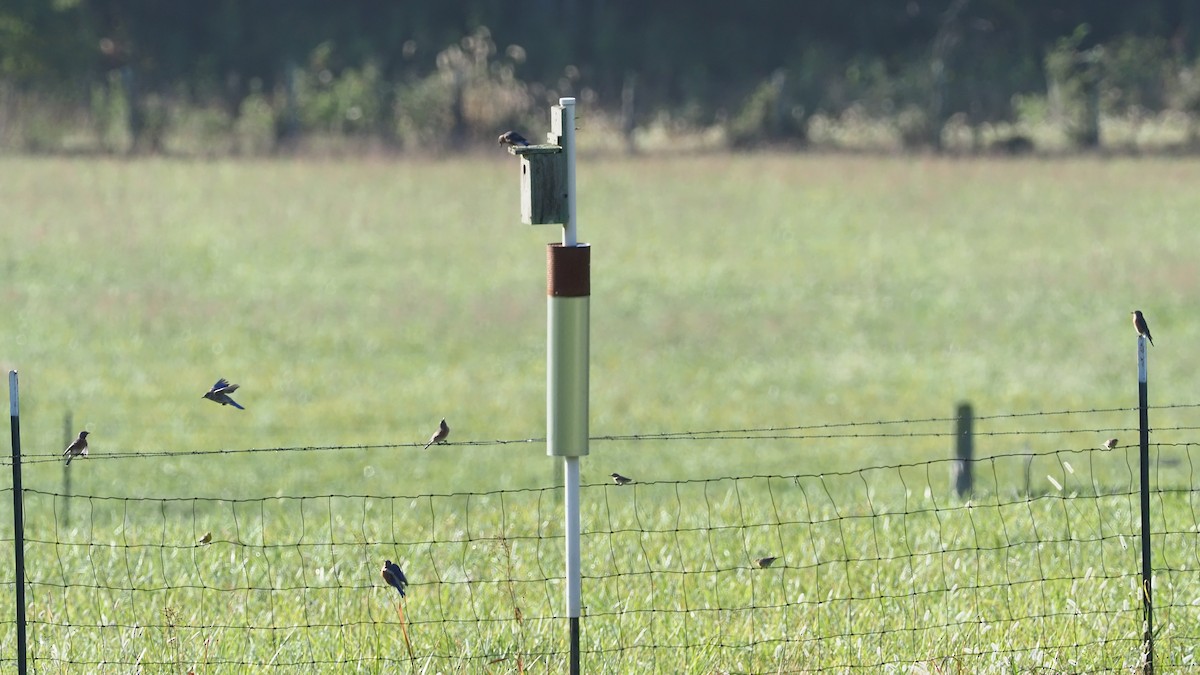 Eastern Bluebird - ML623914084