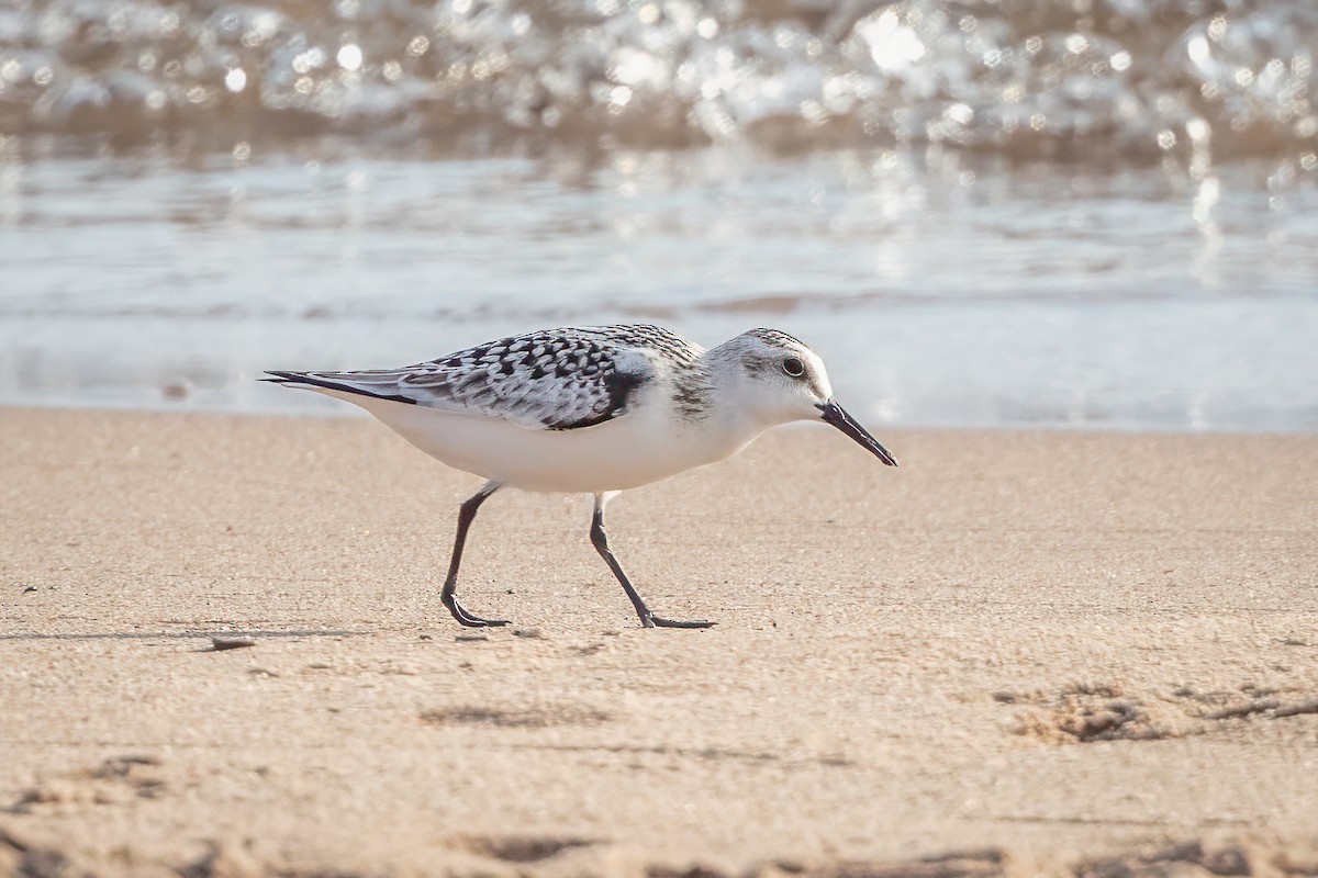 Sanderling - ML623914088