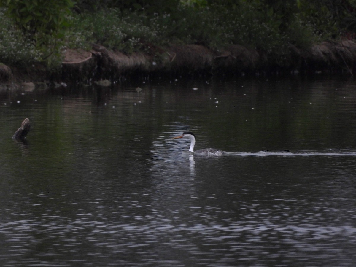 Clark's Grebe - ML623914091