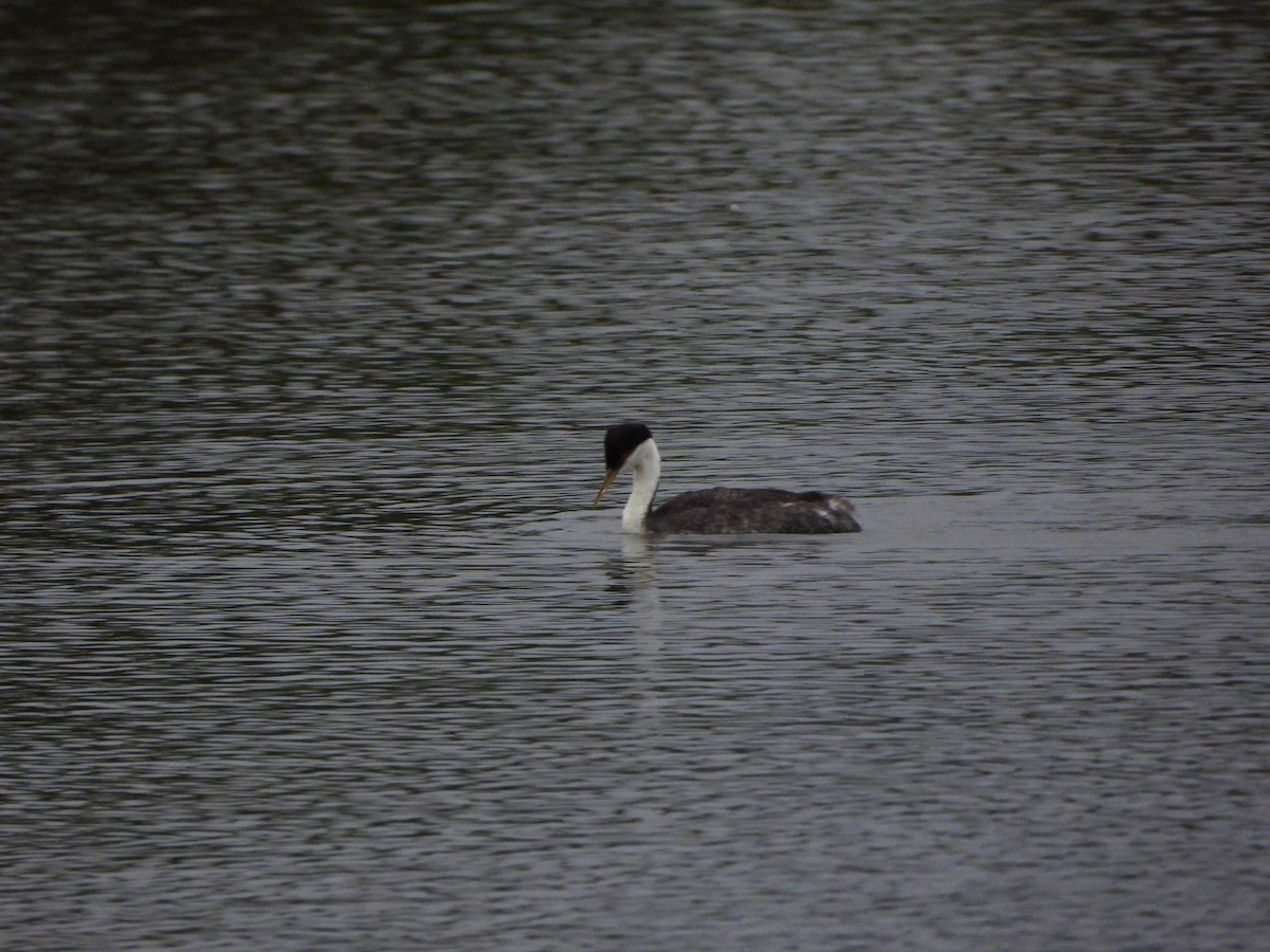 Western Grebe - ML623914099