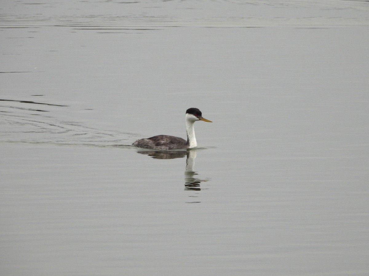 Western Grebe - ML623914100