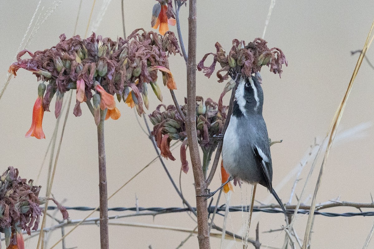 Ringed Warbling Finch - ML623914117