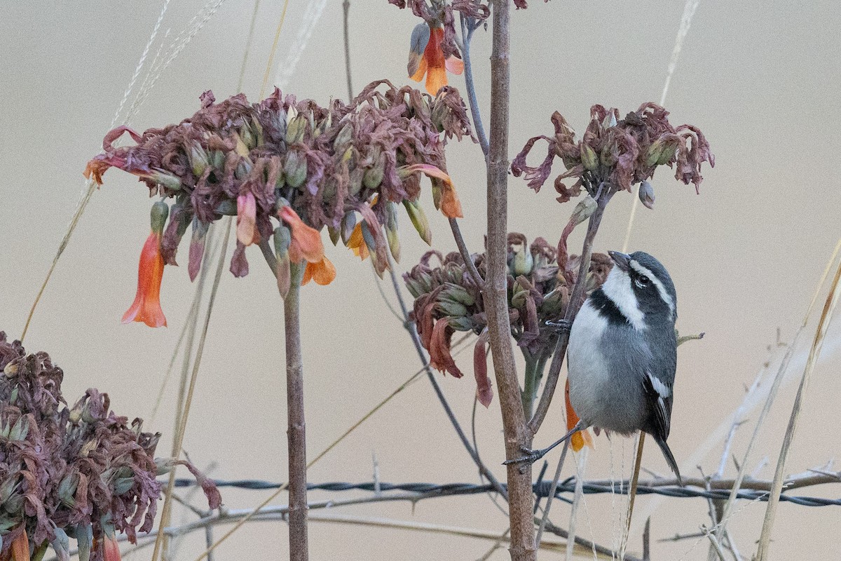 Ringed Warbling Finch - ML623914118