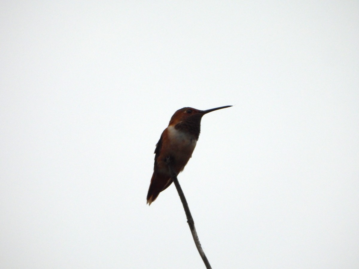 Allen's Hummingbird - Dan Meyer