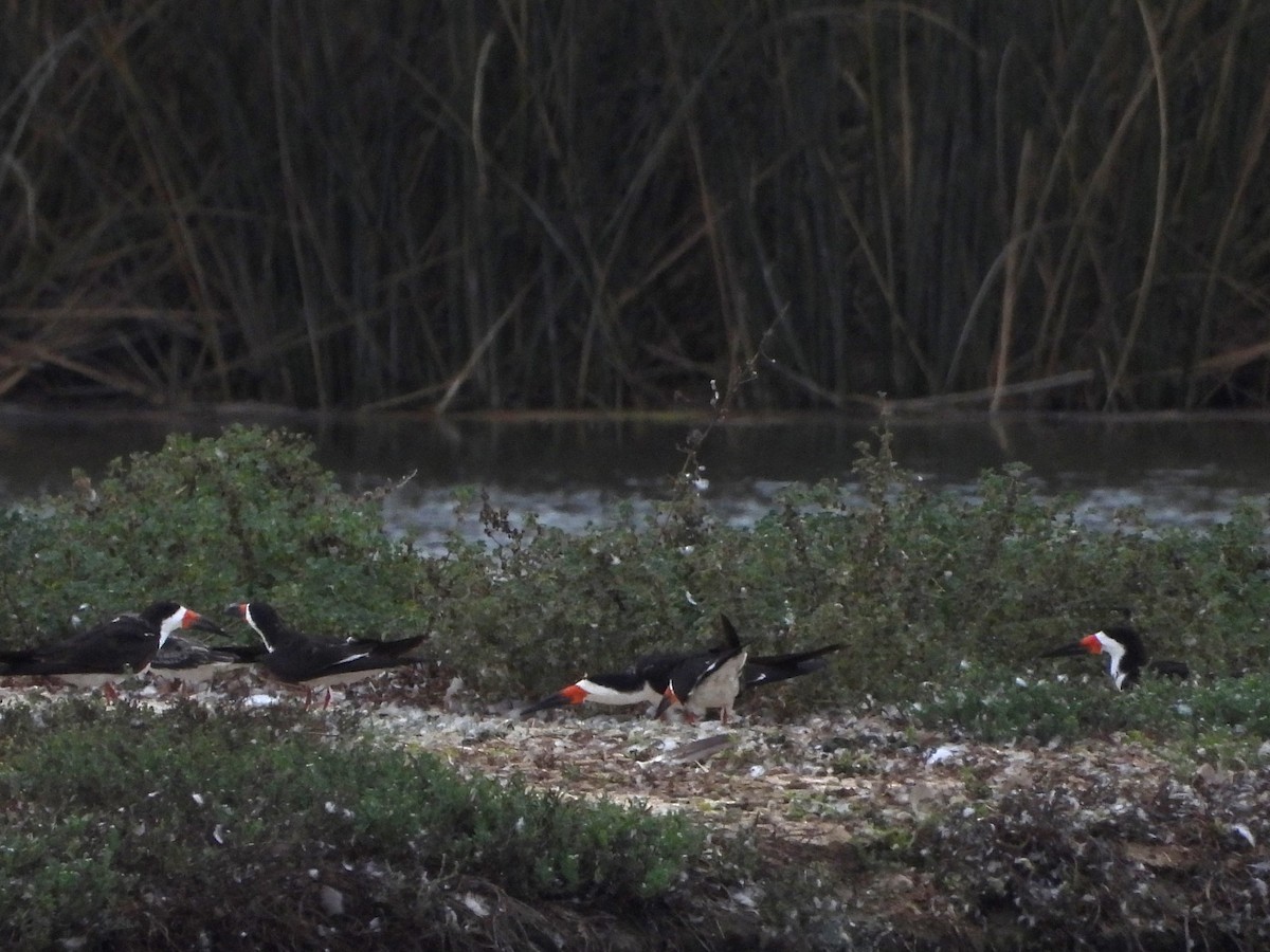 Black Skimmer - ML623914132