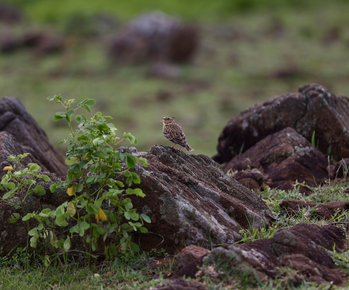 Malabar Lark - ML623914151