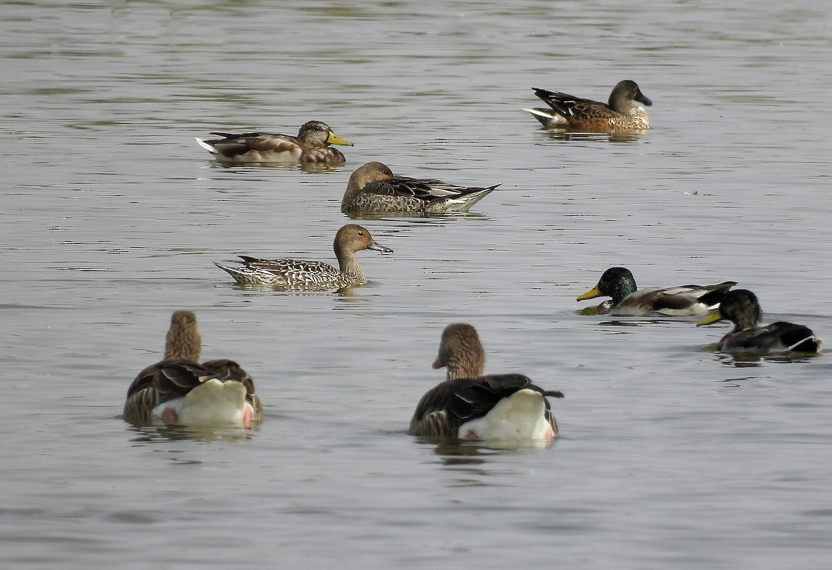 Northern Pintail - ML623914174