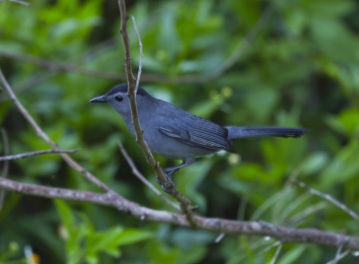 Gray Catbird - ML623914176