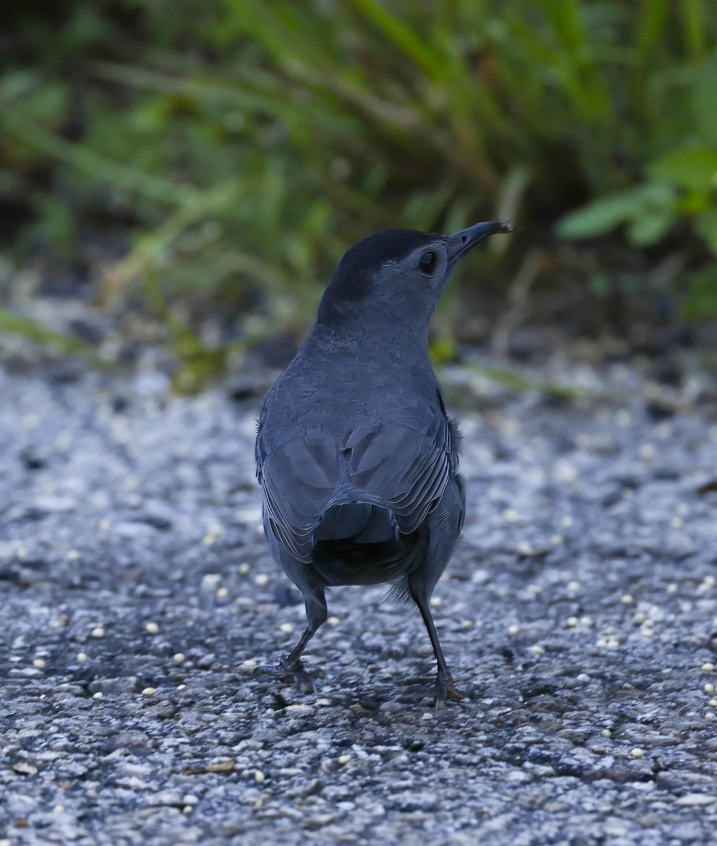 Gray Catbird - Tom Mast