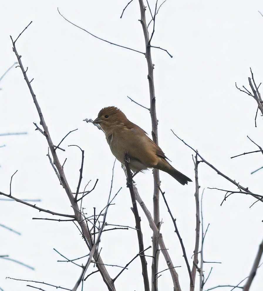 Indigo Bunting - ML623914202