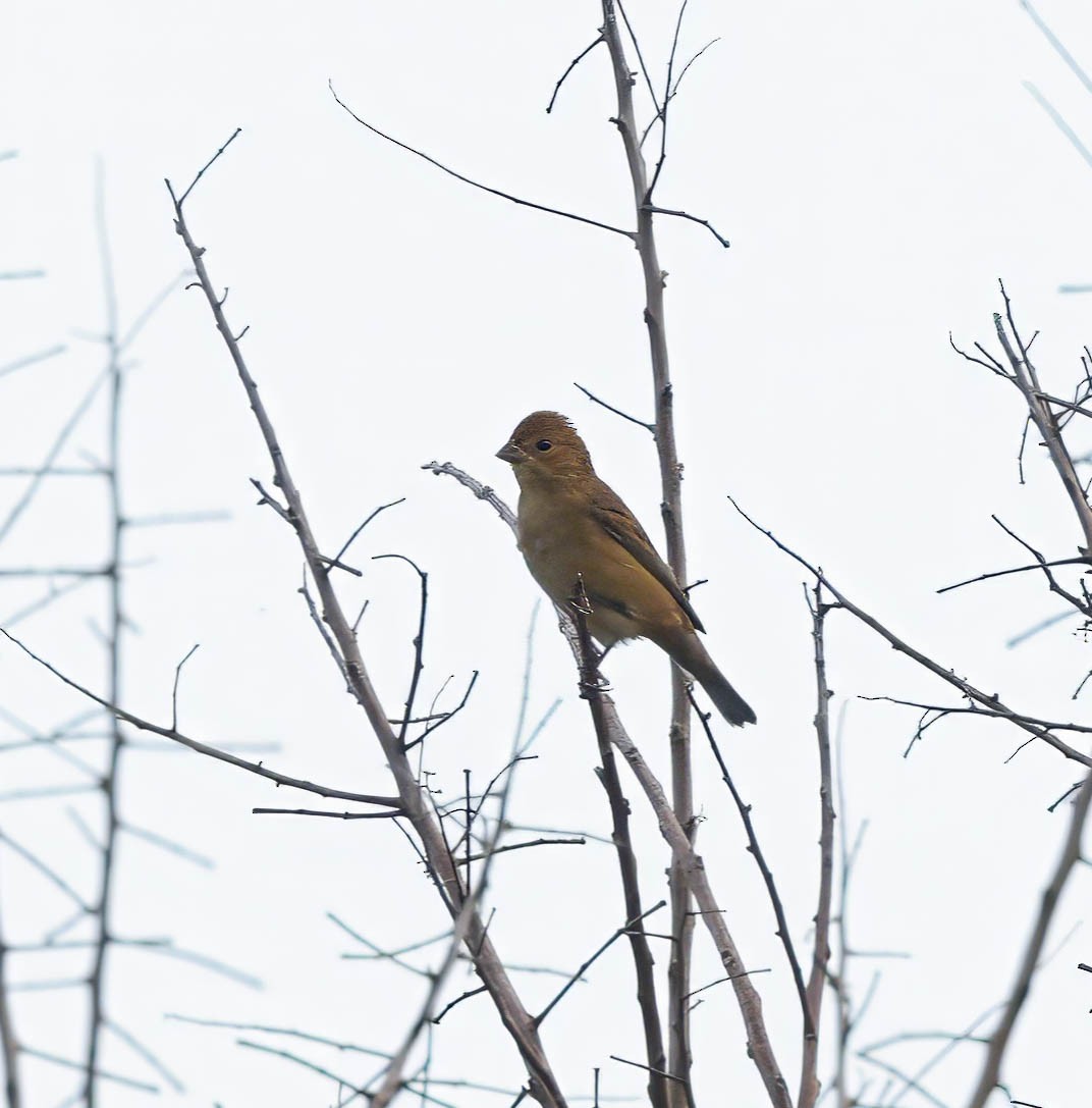 Indigo Bunting - ML623914203