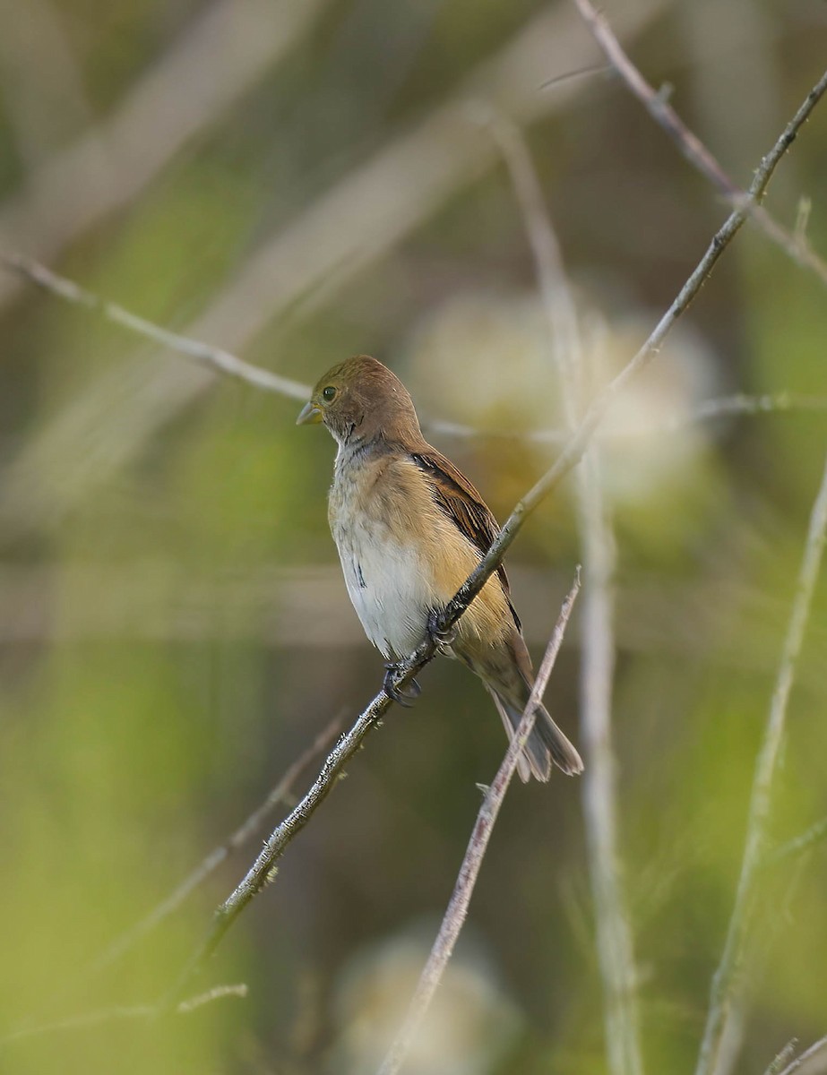 Indigo Bunting - ML623914204