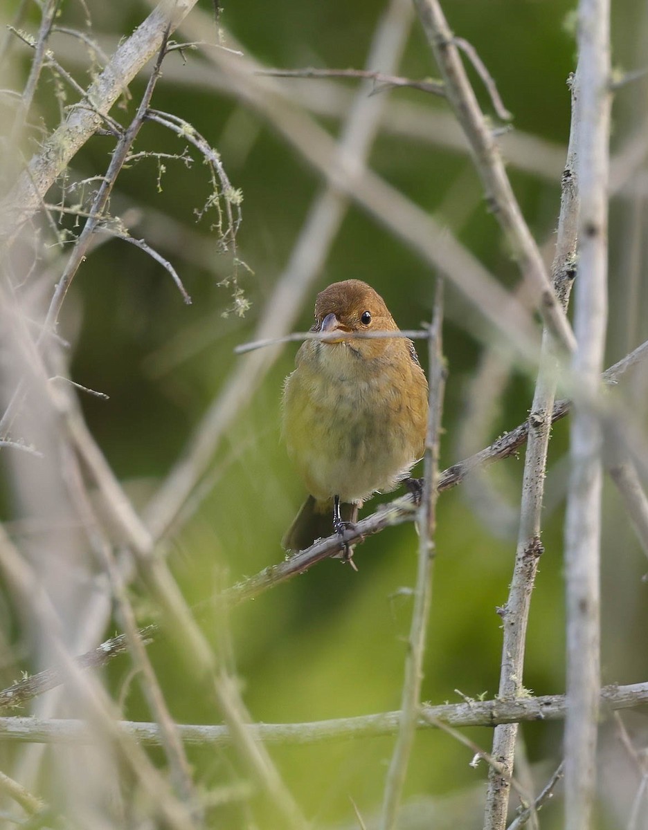 Indigo Bunting - ML623914205