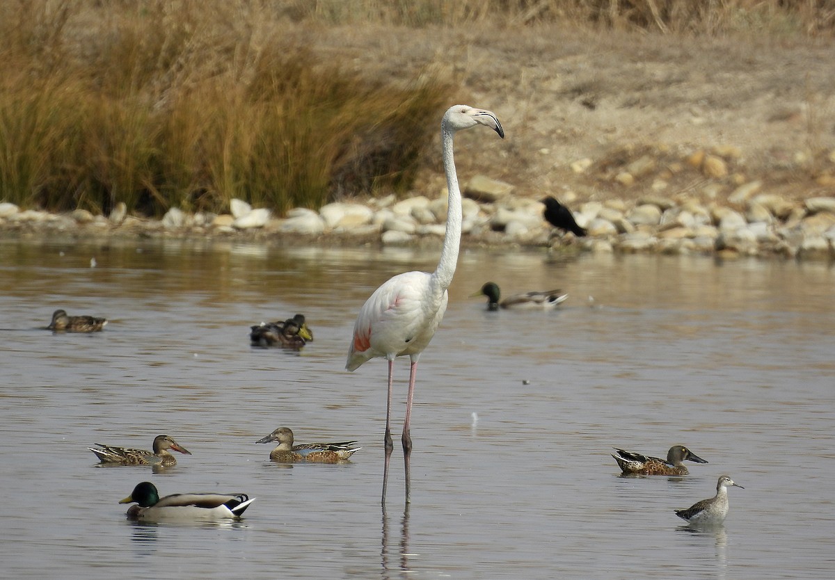 Greater Flamingo - Alfonso Rodrigo