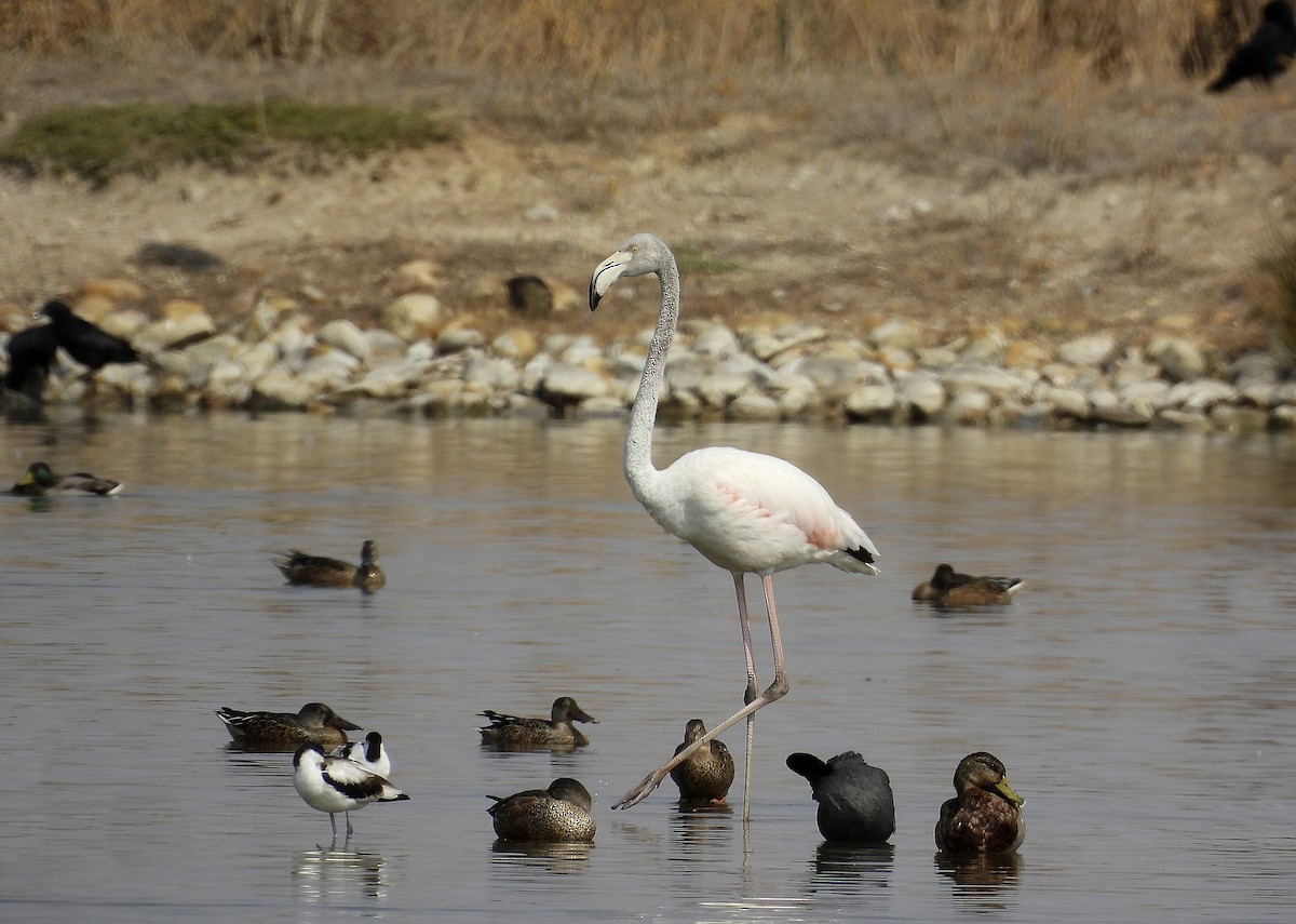 Greater Flamingo - Alfonso Rodrigo