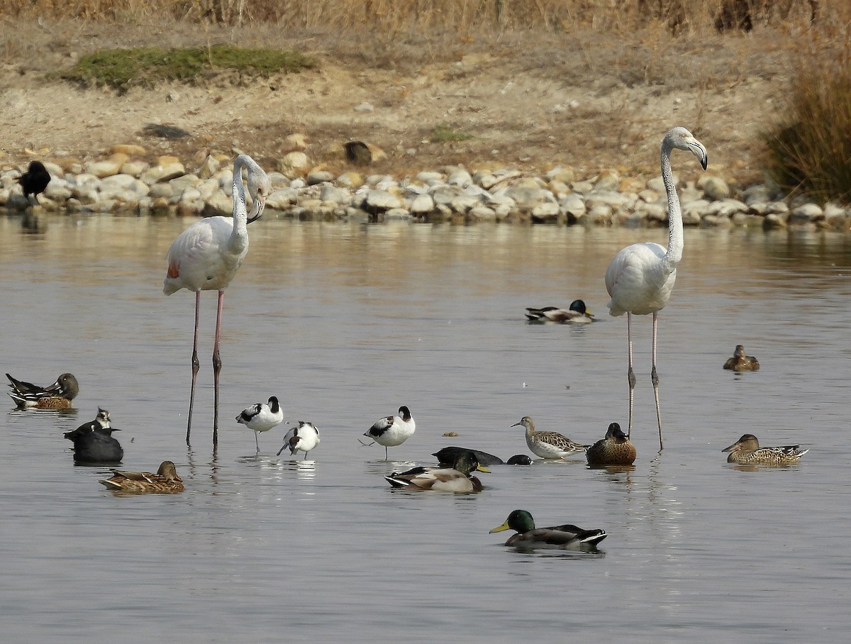 Greater Flamingo - ML623914215