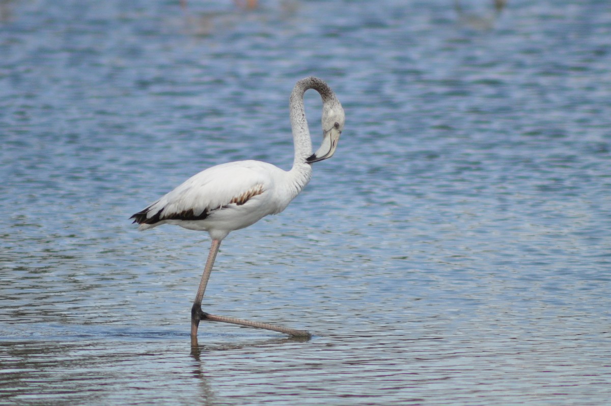 Greater Flamingo - ML623914224