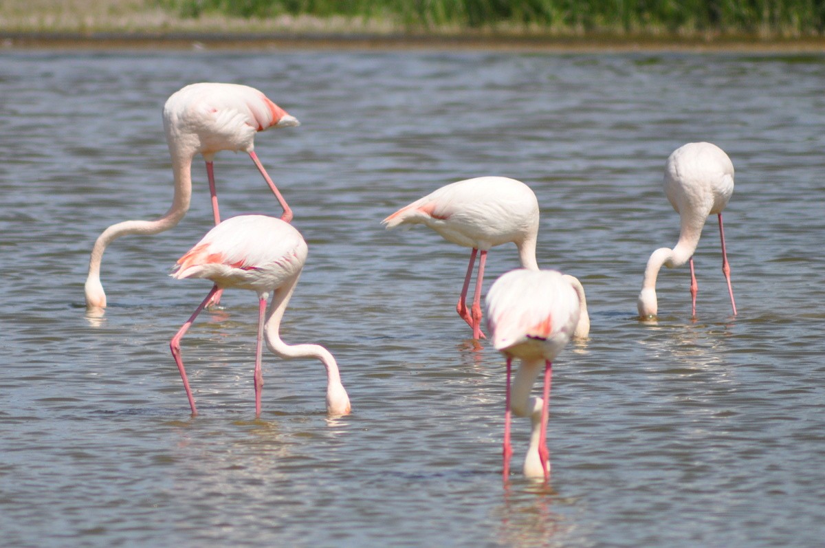 Greater Flamingo - ML623914227